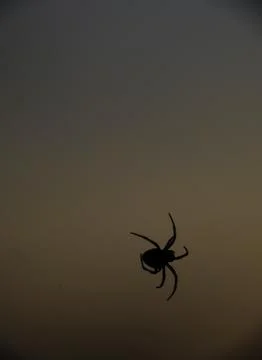 Selective focus silhouette of spider at dusk. Stock Photos