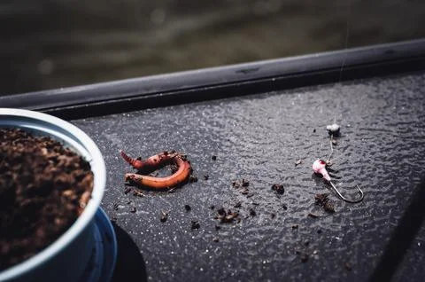 Selective focus on a single earth worm ready to bait a hook for fishing. Stock Photos