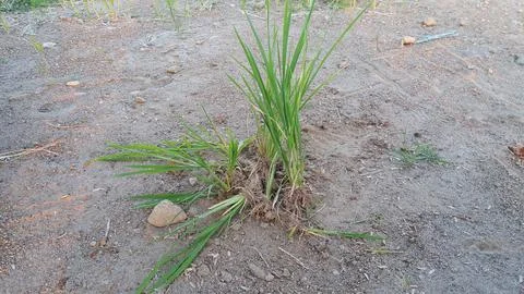 Selective focus of single green paddy rice plant seedlings and dry soil. Stock Photos