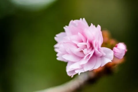 Selective Focus Single Pink Cherry Blossom Flower in Budapest Stock Photos