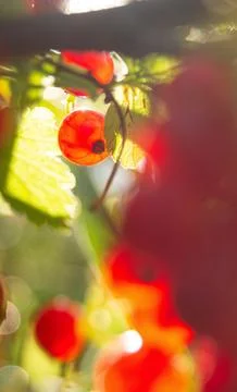 Selective focus on a single red currant illuminated by sunlight, surrounded.. Stock Photos