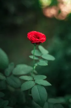 Selective focus single red rose. Macro view of petals. Vintage colors. Stock Photos