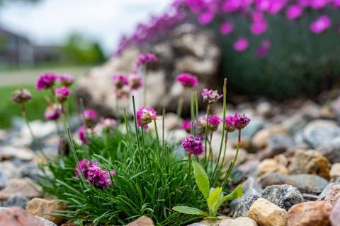 Selective focus on a single thistle weed hiding in a patch of decorative flowers Stock Photos