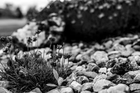 Selective focus on a single thistle weed hiding in a patch of decorative flowers Stock Photos