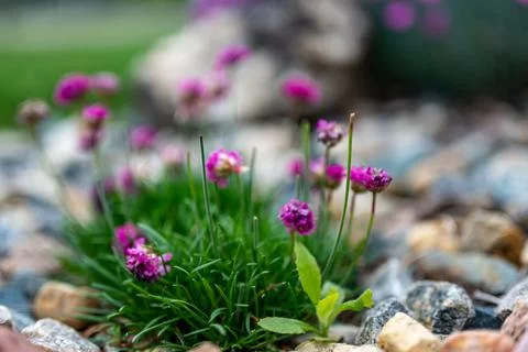 Selective focus on a single thistle weed hiding in a patch of decorative flowers Stock Photos