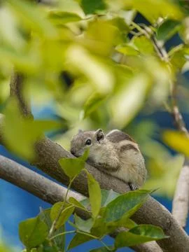 Selective focus on sitting squirrel Foto stock