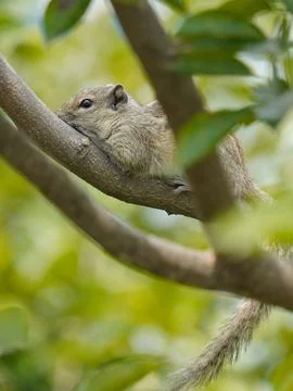 Selective focus on sitting squirrel Stock-Fotos