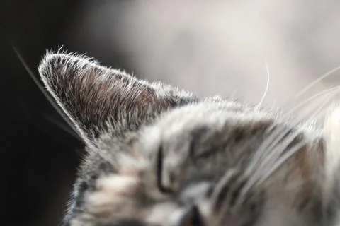 Selective focus of sleeping cat ear, isolated on blur background Stock Photos