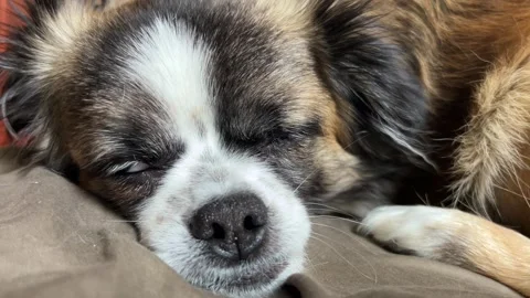 Selective focus sleeping small dog close-up on cozy blanket Stock Footage 334326849