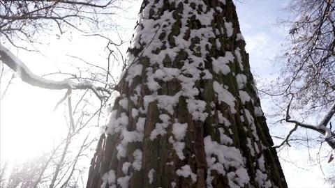 Selective focus slide footage of tree trunk covered by snow. Stock Footage 71369670