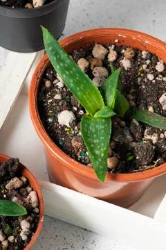 Selective focus, small aloe Vera Stock Photos