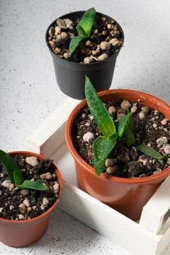 Selective focus, small aloe Vera Foto stock