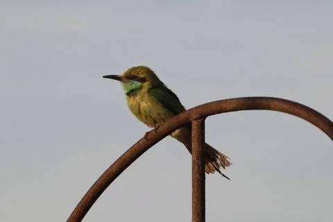 Selective focus of a small bird perched on an old metal object Stock Photos