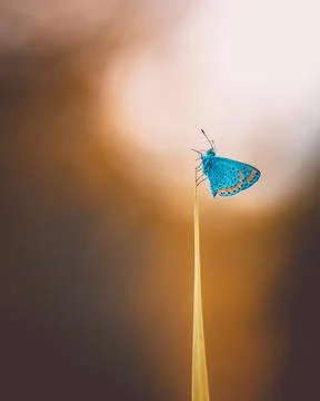 Selective focus on a small butterfly resting on the tip of a grass stalk in the Stock Photos
