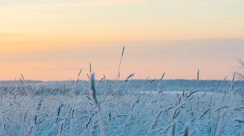 Selective focus of small dry ear of grass covered with snow in winter in dayt Stock Photos