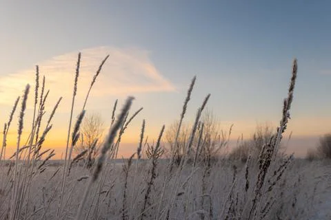 Selective focus of small dry ear of grass covered with snow in winter in suns Fotos de archivo