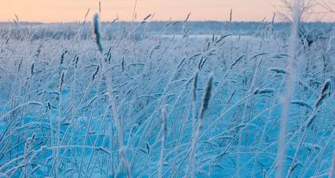 Selective focus of small dry ear of grass covered with snow in winter in dayt Stock Photos