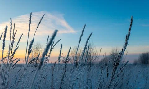 Selective focus of small dry ear of grass covered with snow in winter in suns Stock Photos