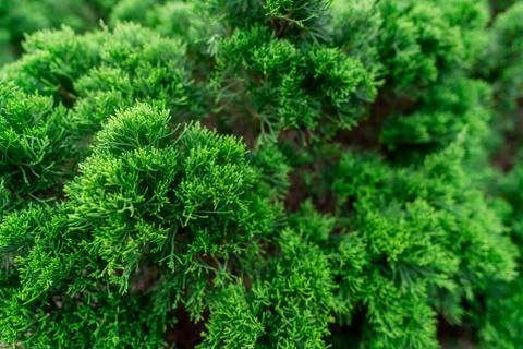Selective focus on small green leaves. Closeup green bush in garden of the pa Foto stock