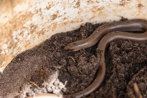 A selective focus of a small legless lizard, The scraggly spindle is a reptil Stock Photos