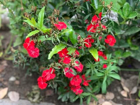 Selective focus at small red flowers of the plant near the path Stock Photos