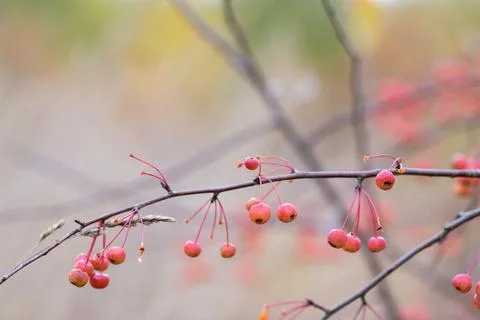 Selective focus, small red fruits of an apple tree in close-up on a branch. A Stock Photos