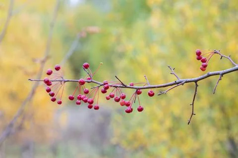 Selective focus, small red fruits of an apple tree in close-up on a branch. A Stock Photos