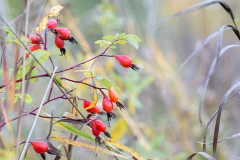 Selective focus, small red rosehip fruits close-up on a branch. Abstract autu Stock Photos