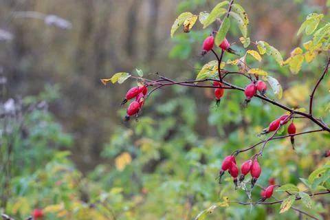 Selective focus, small red rosehip fruits close-up on a branch. Abstract autu Stock Photos