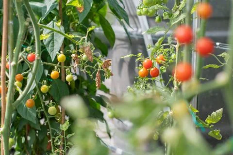 Selective focus on small ripening cherry tomato fruits on bushes with blurred Stock Photos