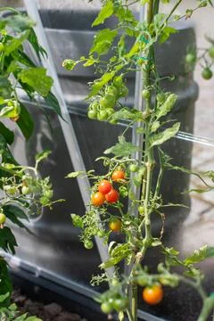 Selective focus on small ripening cherry tomato fruits on bushes with blurred Stock Photos