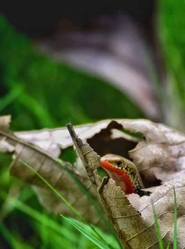Selective focus of a small snake in a forest Foto stock