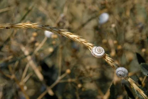 Selective focus on small spiral shells of steppe snails on dried plant stems Stock Photos