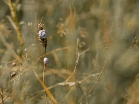 Selective focus on small spiral shells of steppe snails on dried plant stems Stock Photos