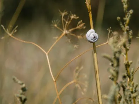 Selective focus on small spiral shells of steppe snails on dried plant stems Stock Photos