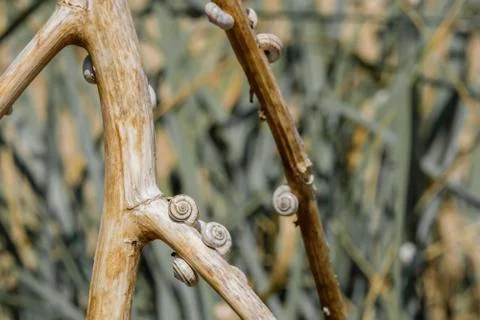 Selective focus on small spiral shells of steppe snails on dried plant stems Stock Photos
