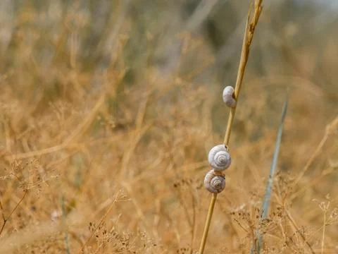 Selective focus on small spiral shells of steppe snails on dried plant stems Stock Photos