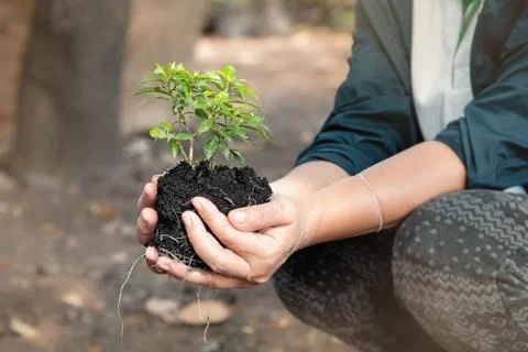 In selective focus of small tree and black soil in human hand,blurry light ar 写真素材