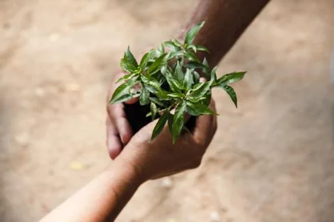 In selective focus of small tree and soil supported by human hand,blurry ligh Foto stock