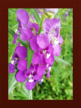 Selective focus on small violet color flowers over the leaves blur background Foto stock