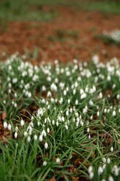 Selective focus of small white flowers in the garden, Galanthus nivalis growing Stock Photos