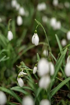 Selective focus of small white flowers in the garden, Galanthus nivalis growing Stock Photos