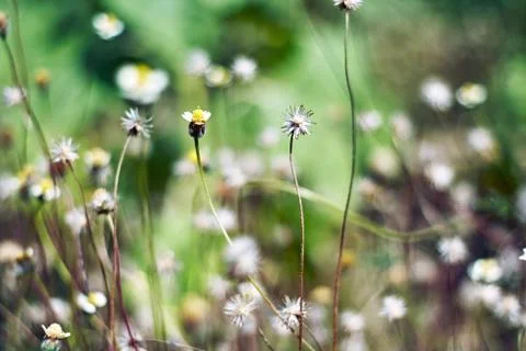 Selective focus at small white grass flower plants with blurred background Stock Photos