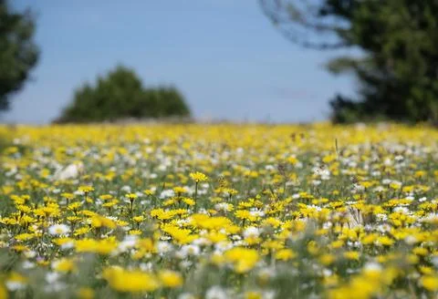 Selective focus of a small wild flower in the middle of a huge meadow full of Stock Photos