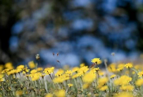 Selective focus of a small wild flower in the middle of a huge meadow full of Stock Photos
