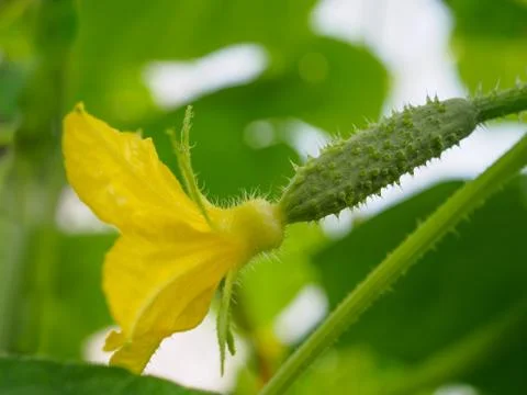 Selective focus on a small young prickly cucumber with a yellow flower. Stock Photos