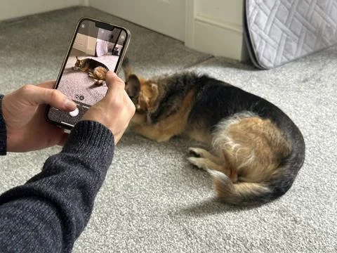 Selective focus on a smartphone unrecognizable man taking photo of a dog at h Stock Photos