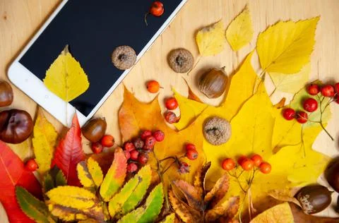Selective focus smartphone, yellow, red, green, brown autumn leaves/ Stock Photos