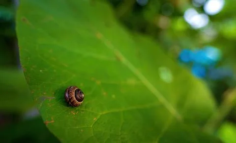 Selective focus of a snail shell sitting on a green leaf against blurred boke Stock-Fotos