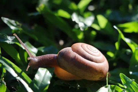 Selective focus on snail shield on green grass background Stock Photos